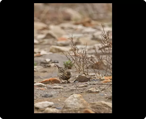 Red-throated Pipit (Anthus cervinus) adult, migrant, foraging on stony beach, Beidaihe, Hebei, China, may
