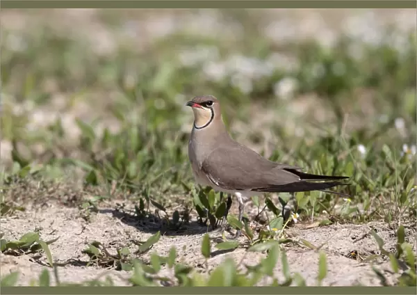 Collared Pratincole (Glareola pratincola) adult, standing on ground, Southern Spain april