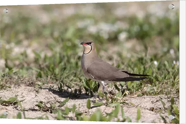 Collared Pratincole (Glareola pratincola) adult, standing on ground, Southern Spain april