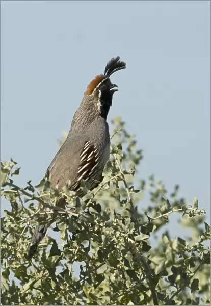Gambel's Quail (Callipepla gambelii) adult male, calling, perched in bush, Salton Sea, California, U. S. A. april