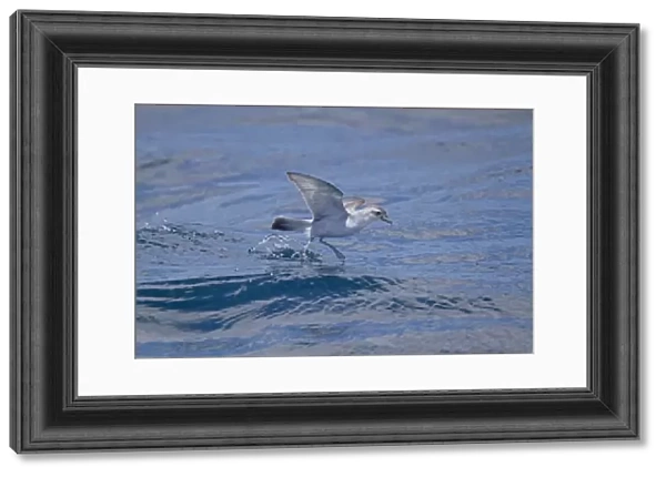 Fairy Prion (Pachyptila turtur) adult, in flight over sea, feeding at surface of water, New Zealand, november