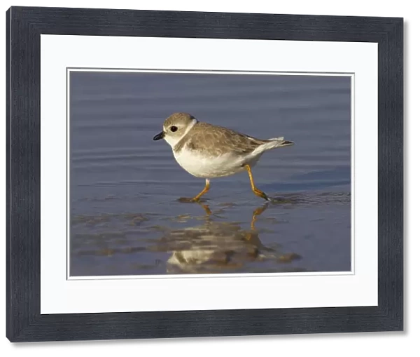 Piping Plover (Charadrius melodus) adult, winter plumage, running across mudflats, Marco Island, Florida, U. S. A