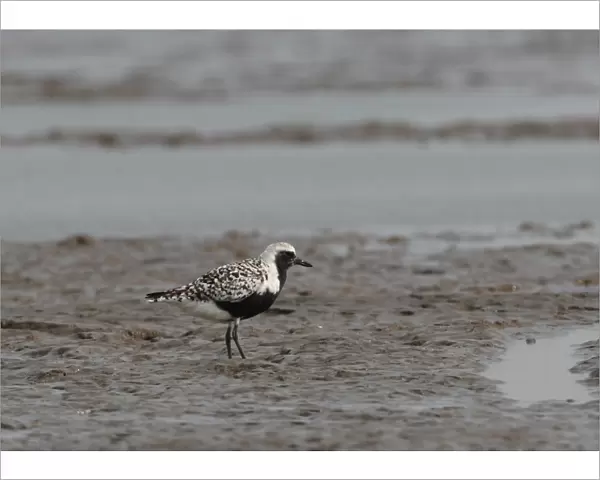 Grey Plover (Pluvialis squatarola) adult, summer plumage, standing on mudflats, Hebei, China, may