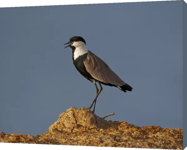 Spur-winged Lapwing (Vanellus spinosus) adult, calling, standing on dry mud, Popenguine, Senegal, october