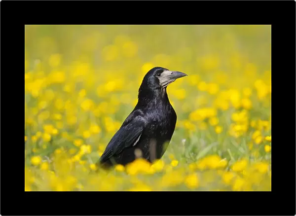 Rook (Corvus frugilegus) adult, standing amongst buttercups in field, Oxfordshire, England, may