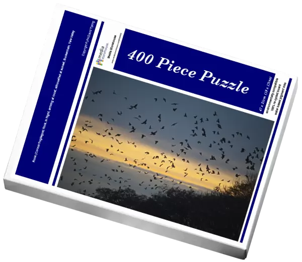 Rook (Corvus frugilegus) flock, in flight, arriving at roost, silhouetted at sunset, Buckenham, Yare Valley, The Broads, Norfolk, England, december