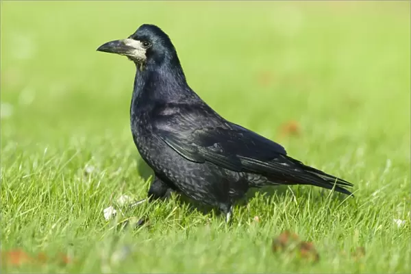 Rook (Corvus frugilegus) adult, walking on grass, Northumberland, England, winter