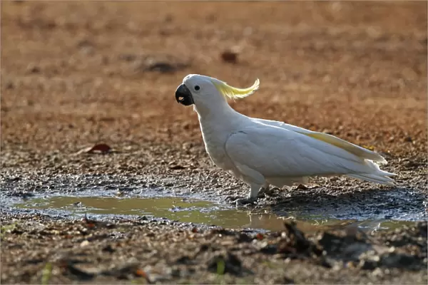 Sulphur-crested Cockatoo (Cacatua galerita) adult, drinking from puddle at edge of road, Northern Territory, Australia, september