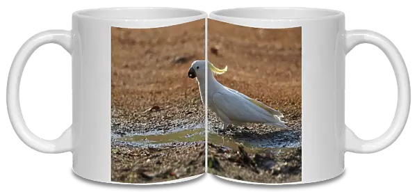 Sulphur-crested Cockatoo (Cacatua galerita) adult, drinking from puddle at edge of road, Northern Territory, Australia, september