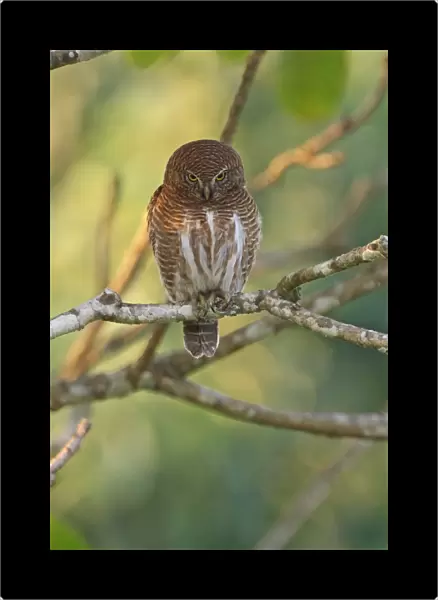 Asian Barred Owlet (Glaucidium cuculoides austerum) adult, looking down, perched on branch, Roing, Arunachal Pradesh, India, february