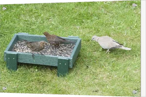 European Blackbird (Turdus merula) two juveniles, with Eurasian Collared Dove (Streptopelia decaocto) adult, feeding at ground feeder in garden, England, september