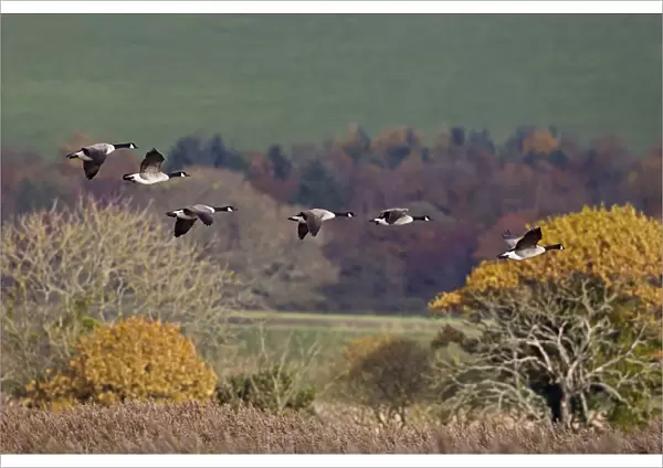 Canada Goose (Branta canadensis) introduced species, six adults, in flight, Mersehead RSPB Reserve, Dumfries and Galloway, Scotland, november