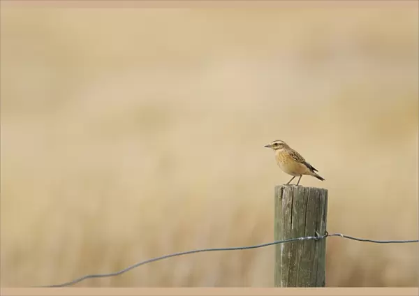 Whinchat (Saxicola rubetra) immature, perched on fencepost, Spain, august