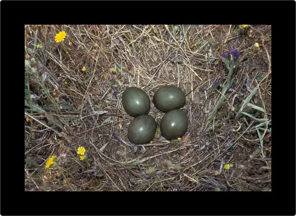 Little Bustard (Tetrax tetrax) Nest with four eggs