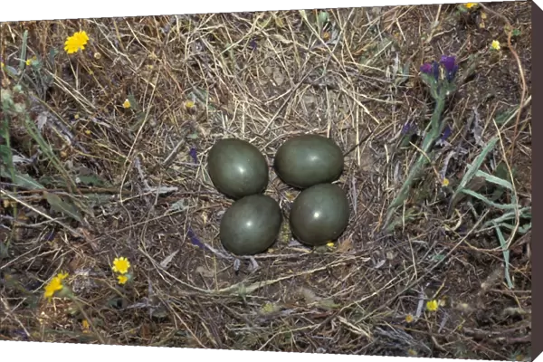 Little Bustard (Tetrax tetrax) Nest with four eggs