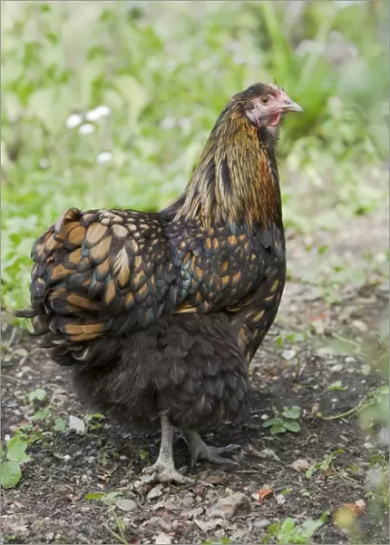 Domestic Chicken, Gold-laced Orpington, freerange hen, standing, Essex, England, august