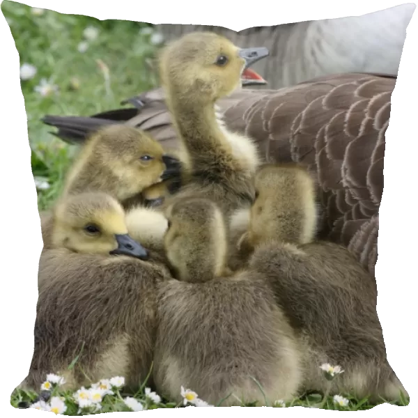 Canada Goose (Branta canadensis) introduced species, goslings, huddled together beside parent, London, England, may