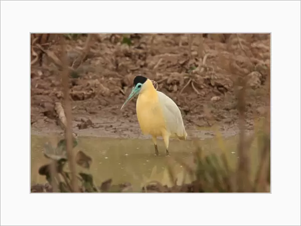 Capped Heron (Pilherodius pileatus) adult, standing in water, Pouso Alegre, Mato Grosso, Brazil, september