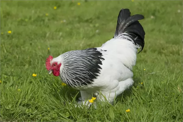 Domestic Chicken, Light Sussex, freerange cockerel, foraging on grass, Essex, England, august