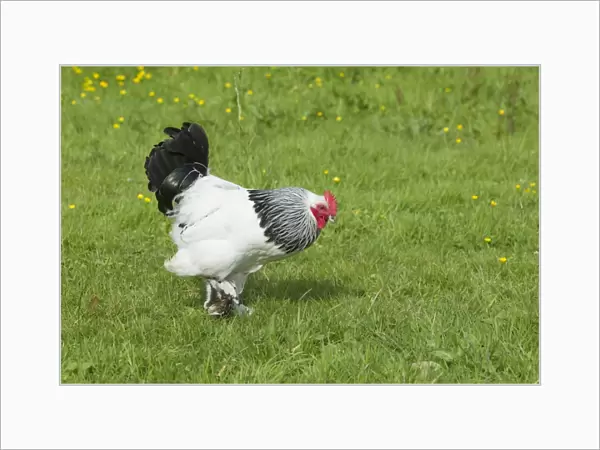 Domestic Chicken, Light Sussex, freerange cockerel, walking on grass, Essex, England, august