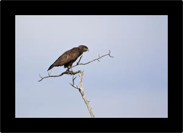 Brown Snake-eagle (Circaetus cinereus) adult, perched on branch, Okavango Delta, Botswana