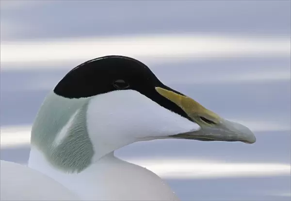 Common Eider (Somateria mollissima) adult male, close-up of head, Norway