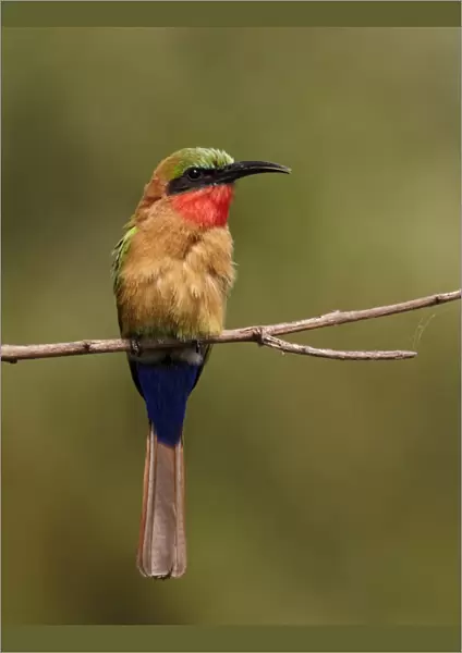 Red-throated Bee-eater (Merops bulocki) adult, perched on twig, Niokolo-Koba, Senegal, january