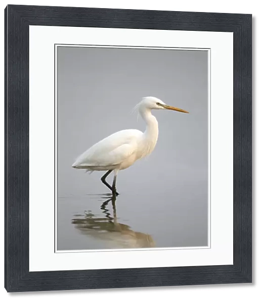 Chinese Egret (Egretta eulophotes) adult, in breeding plumage, wading in shallow water, Mai Po Nature Reserve, Hong Kong, China, may