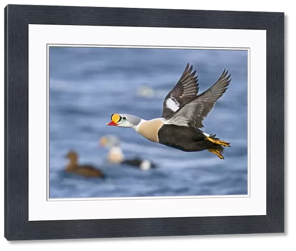 King Eider (Somateria spectabilis) adult male, in flight over sea, Varanger, Northern Norway, march