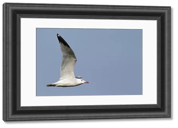 Audouin's Gull (Larus audouinii) adult, summer plumage, in flight, Western Spain, april