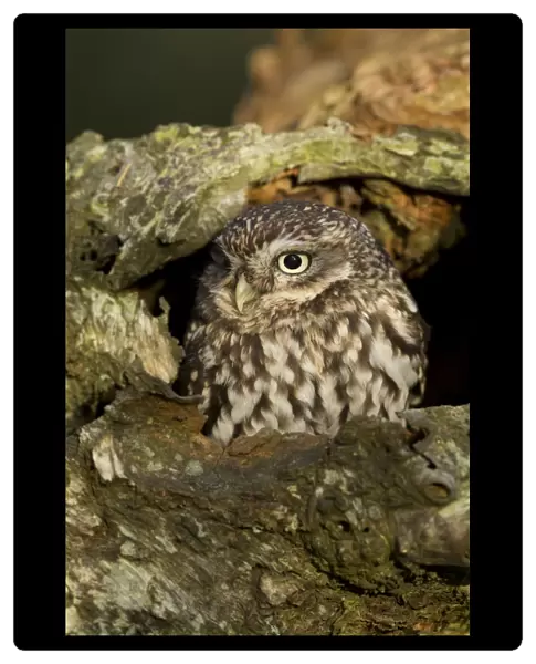 Little Owl (Athene noctua) adult, at hole in birch tree, North Yorkshire, England, november (captive)