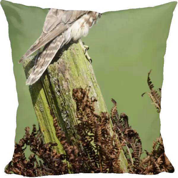 Merlin (Falco columbarius) adult female, perched on post, England, april (captive)