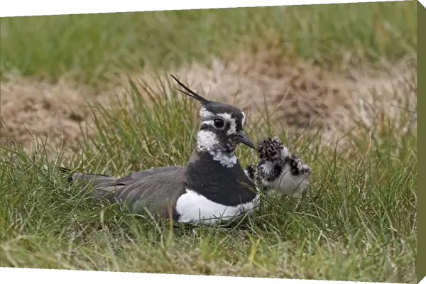 Northern Lapwing (Vanellus vanellus) adult female, summer plumage, sitting with chick at nest, Midlands, England, april