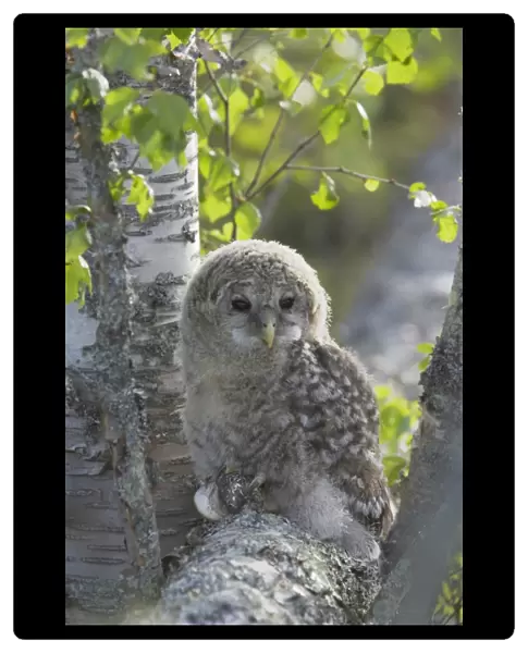 Ural Owl (Strix uralensis) mature chick, recently fledged, perched on branch in birch tree, Finland