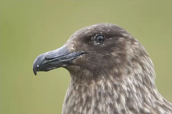 Great Skua (Stercorarius skua) adult, close-up of head, Shetland Islands, Scotland, june