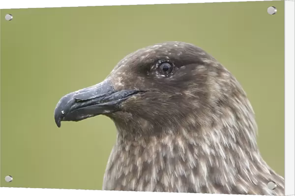 Great Skua (Stercorarius skua) adult, close-up of head, Shetland Islands, Scotland, june