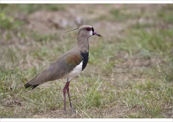 Southern Lapwing (Vanellus chilensis) adult, standing in savannah, Pantanal, Mato Grosso, Brazil