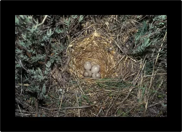 Crested Lark (Galerida cristata) nest with four eggs