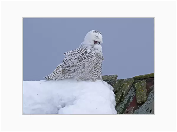 Snowy Owl (Nyctea scandiaca) immature male, first winter plumage, preening, perched on snow covered barn roof, Finland, march