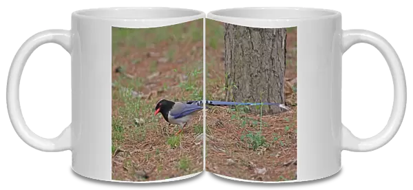 Red-billed Blue Magpie (Urocissa erythrorhyncha brevivexilla) adult, foraging on ground, Beidaihe, Hebei, China, may