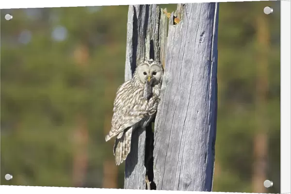Ural Owl (Strix uralensis) adult female, with rodent prey in beak, food for chicks, at nest in hollow of dead tree trunk, Finland