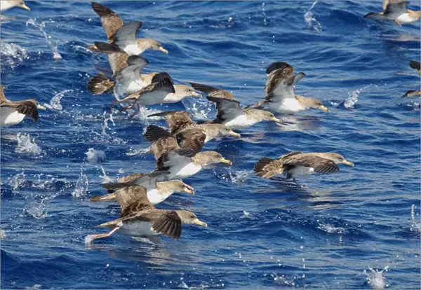Cory's Shearwater (Calonectris diomedia) flock, taking off from sea, Azores, august