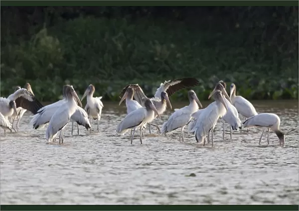 Wood Stork (Mycteria americana) juveniles, flock standing in river, Paraguay River, Pantanal, Mato Grosso, Brazil