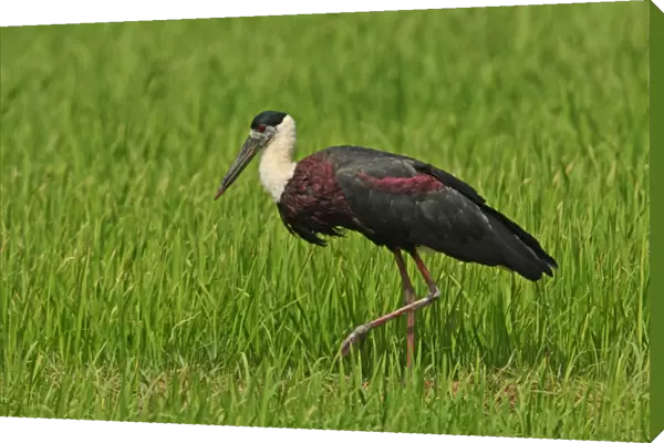 Woolly-necked Stork (Ciconia episcopus) adult, walking in paddyfield, Sri Lanka, december