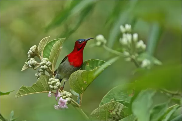Crimson Sunbird (Aethopyga siparaja) adult male, perched on flowerhead, Kaeng Krachan N. P. Thailand, november