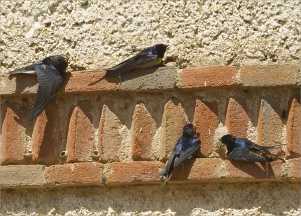 Barn Swallow (Hirundo rustica) adult and three juveniles, sunning on wall, Northern Spain, july