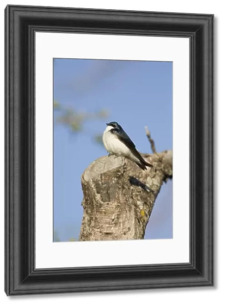 Tree Swallow (Tachycineta bicolor) adult male, sunbathing, perched on cut branch in morning sunshine, North Dakota, U. S. A. may