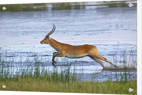 Red Lechwe (Kobus leche leche) adult male, running and jumping in wetland, Okavango Delta, Botswana