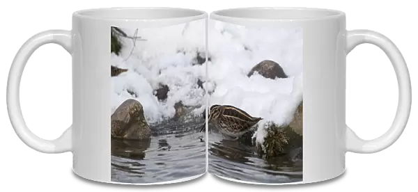 Jack Snipe (Lymnocryptes minimus) adult, feeding, standing on snow covered bank of pond, Salthouse, Norfolk, England, december