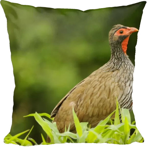 Red-necked Spurfowl (Pternistis afer) adult, amongst vegetation, Ruaha N. P. Tanzania